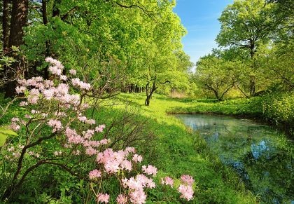 Plakat botaniczny – zielona ozdoba salonu